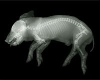 TopRq.com search results: X-ray images by Nick Veasey