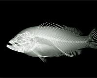 TopRq.com search results: X-ray images by Nick Veasey