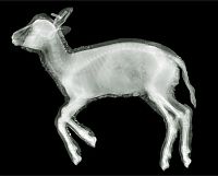 Art & Creativity: X-ray images by Nick Veasey