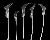 TopRq.com search results: X-ray images by Nick Veasey