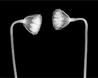 Art & Creativity: X-ray images by Nick Veasey