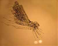 TopRq.com search results: Paper cut art by Hina Aoyama