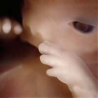 TopRq.com search results: A Child Is Born by Lennart Nilsson