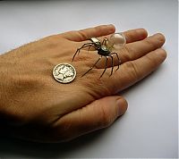 TopRq.com search results: steampunk insect