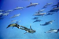 TopRq.com search results: One Ocean One Breath freediving collaboration by Eusebio And Christina Saenz De Santamaria