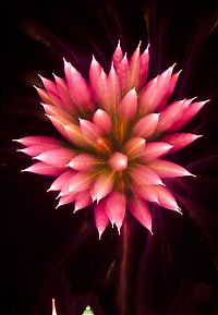 TopRq.com search results: Long exposure fireworks by David Johnson