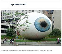 TopRq.com search results: interesting facts about eyes