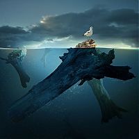 Art & Creativity: Photo manipulation by Caras Ionut