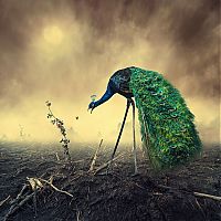 Art & Creativity: Photo manipulation by Caras Ionut