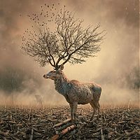 Art & Creativity: Photo manipulation by Caras Ionut