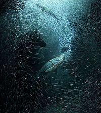 National Geographic Photo Contest 2013
