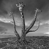 TopRq.com search results: Surreal photography manipulations by Dariusz Klimczak