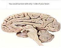 TopRq.com search results: interesting facts about brain