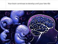 interesting facts about brain