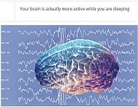 interesting facts about brain