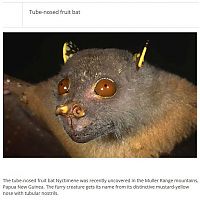 TopRq.com search results: interesting facts about animals