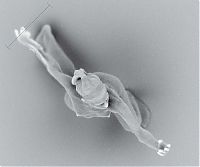 Art & Creativity: Nano Sculptures by Jonty Hurwitz