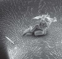 Art & Creativity: Nano Sculptures by Jonty Hurwitz