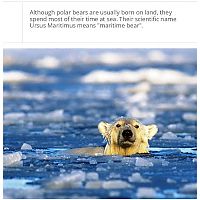 Art & Creativity: interesting facts about polar bear