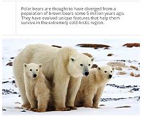 TopRq.com search results: interesting facts about polar bear