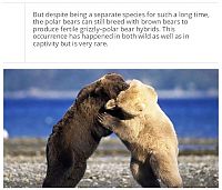 TopRq.com search results: interesting facts about polar bear