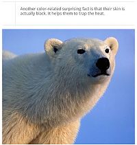 Art & Creativity: interesting facts about polar bear