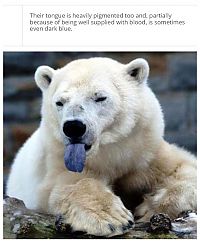 TopRq.com search results: interesting facts about polar bear