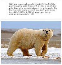 TopRq.com search results: interesting facts about polar bear