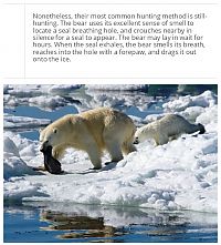 Art & Creativity: interesting facts about polar bear