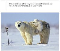 TopRq.com search results: interesting facts about polar bear