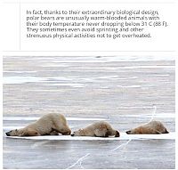 TopRq.com search results: interesting facts about polar bear