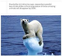 TopRq.com search results: interesting facts about polar bear