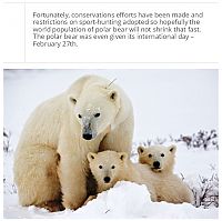 Art & Creativity: interesting facts about polar bear