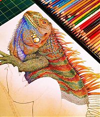 Art & Creativity: Iguana ink drawing by Timothy James Jeffs