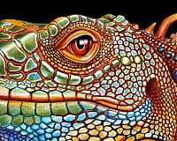 TopRq.com search results: Iguana ink drawing by Timothy James Jeffs