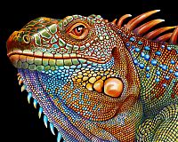 TopRq.com search results: Iguana ink drawing by Timothy James Jeffs
