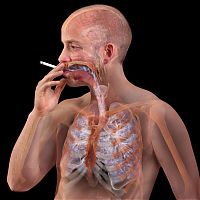 TopRq.com search results: Body Voyage: A 3D Tour of a Real Human Body by Alexander Tsiaras