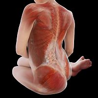 TopRq.com search results: Body Voyage: A 3D Tour of a Real Human Body by Alexander Tsiaras