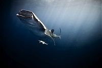 TopRq.com search results: Underwater photography by Jorge Cervera Hauser