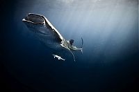TopRq.com search results: Underwater photography by Jorge Cervera Hauser