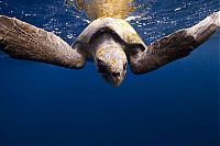 TopRq.com search results: Underwater photography by Jorge Cervera Hauser