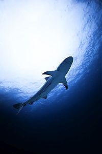 TopRq.com search results: Underwater photography by Jorge Cervera Hauser