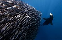 Underwater photography by Jorge Cervera Hauser