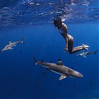 TopRq.com search results: Underwater photography by Rava Ray