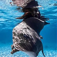 TopRq.com search results: Underwater photography by Rava Ray