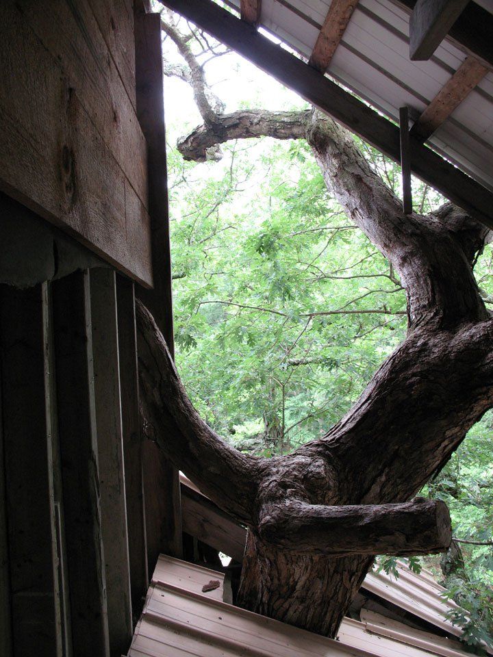 treehouse