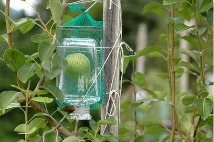 how to bottle a pear