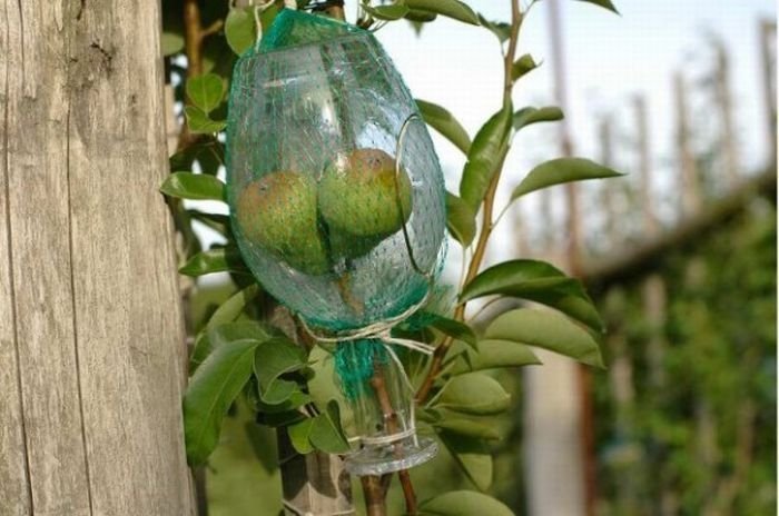 how to bottle a pear
