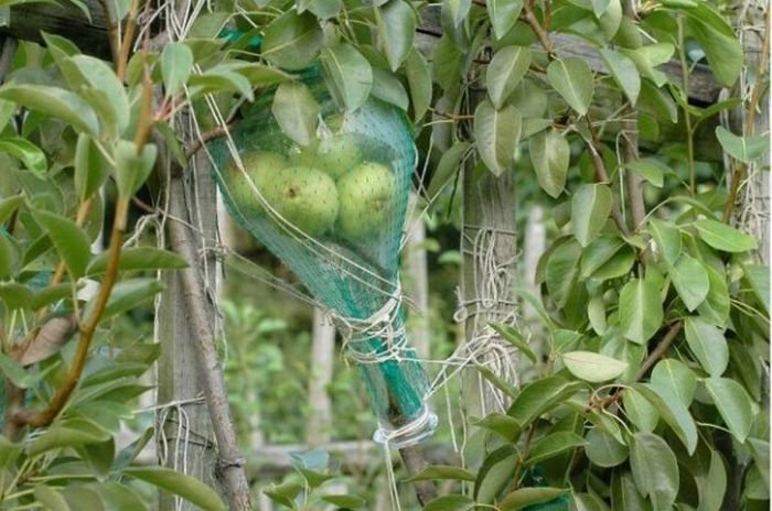 how to bottle a pear