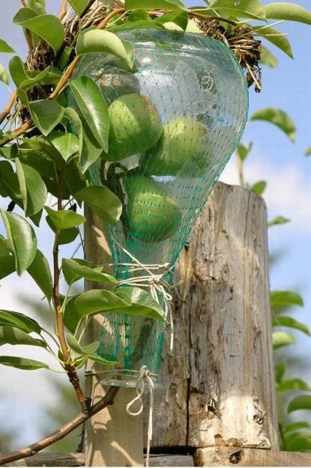 how to bottle a pear